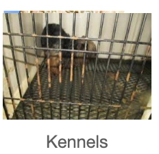 Kennels
